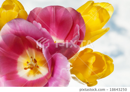 tulip flowers close up tulip flowers close up 18643250