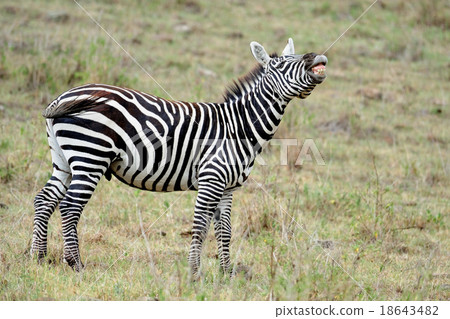 Zebra in the wild 18643482