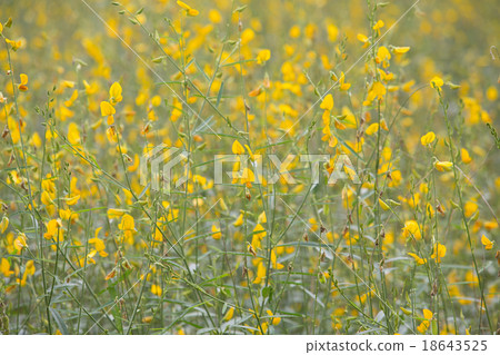 yellow flower 18643525
