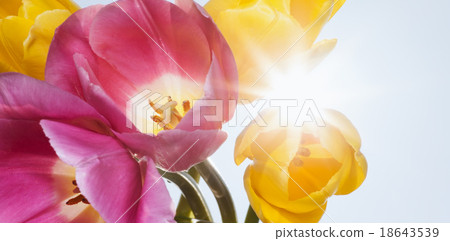 Spring background with colorful tulips 18643539