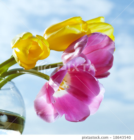 spring flowers spring flowers 18643540