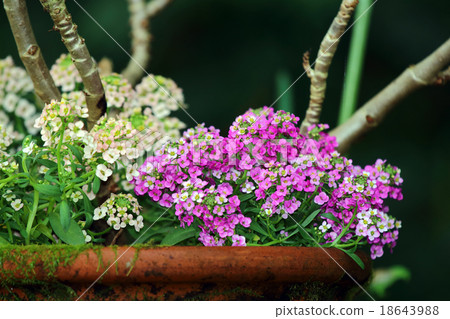 甜alicantum 甜alicantum 18643988