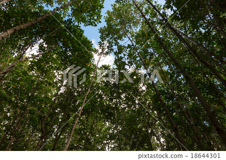 Mangrove trees in Nature Park Mangrove trees in Nature Park 18644301