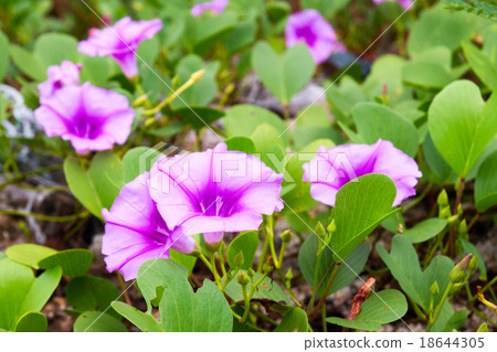 Ipomoea flowers 18644305