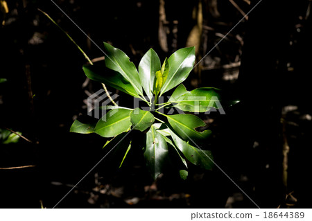 mangrove leaves mangrove leaves 18644389