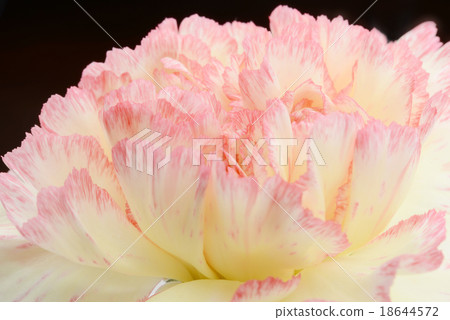 康乃馨特寫鏡頭 18644572