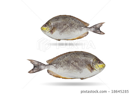 Java rabbitfish, Bluespotted spinefish  18645285
