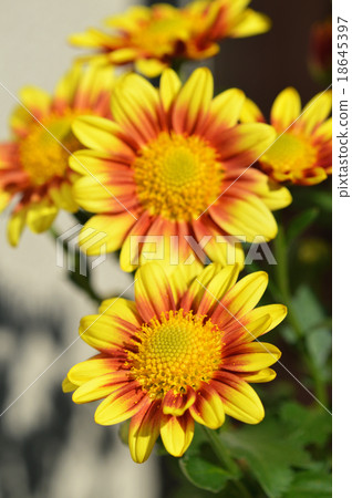 AkiKiku AkiKiku 18645397