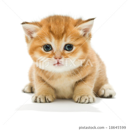 Little kitten 18645599