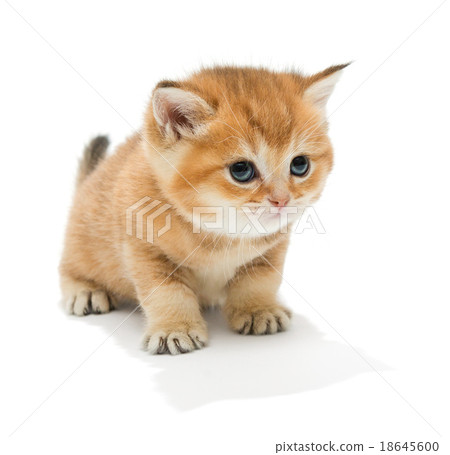 Little kitten 18645600
