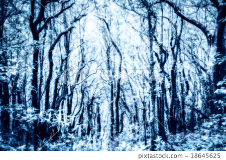 Magical forest, frozen forest 18645625