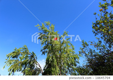 Brush tree Brush tree 18645704