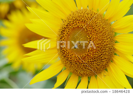 Zama Sunflower 18646428