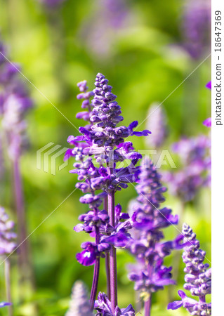 Blue Salvia flowers Blue Salvia flowers 18647369