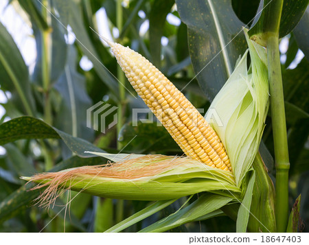 Close up corn on the stalk Close up corn on the stalk 18647403