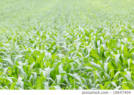 Close up Green grass field Close up Green grass field 18647404