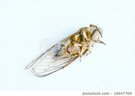 dead bug and moldy dead bug and moldy 18647769