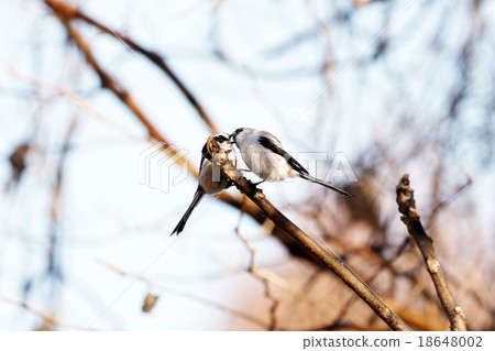 Enaga to kiss Enaga to kiss 18648002