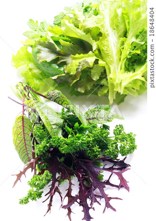 為沙拉採摘的菜和草本葉子 為沙拉採摘的菜和草本葉子 18648404
