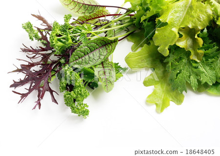 為沙拉採摘的菜和草本葉子 為沙拉採摘的菜和草本葉子 18648405