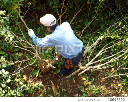 Elderly people as a hobby in caring for garden trees 18648533