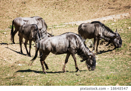 Blue wildebeest (Connochaetes taurinus) graze Blue wildebeest (Connochaetes taurinus) graze 18648547