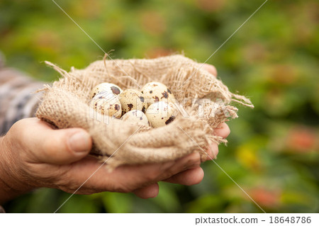 Look at this beautiful gift from the nature Look at this beautiful gift from the nature 18648786