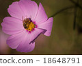 Bee and Cosmos 18648791