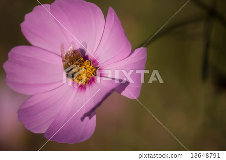 Bee and Cosmos Bee and Cosmos 18648791
