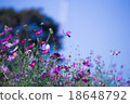  Cosmos field 18648792