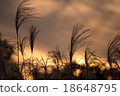 Susuki and the setting sun 18648795