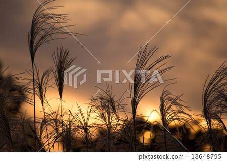 Susuki和夕陽 Susuki和夕陽 18648795