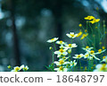 Little flowers 18648797