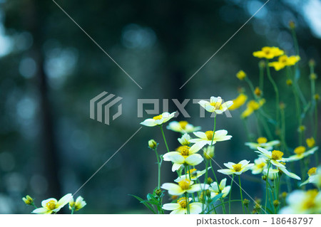 小花 小花 18648797