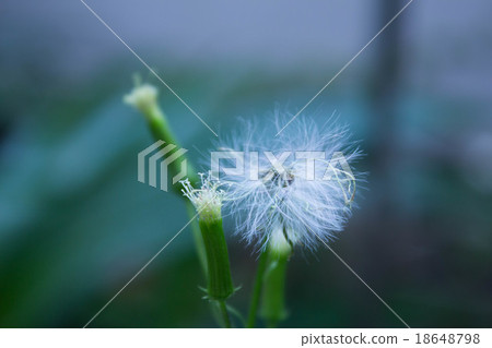 起毛 起毛 18648798