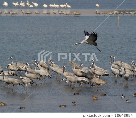 Migrating birds over nature lake at  autumn 18648994