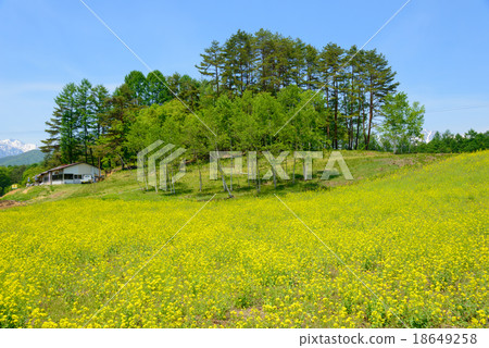 Nanohano Oimachi Nakayama Highland Rape Blossom 18649258