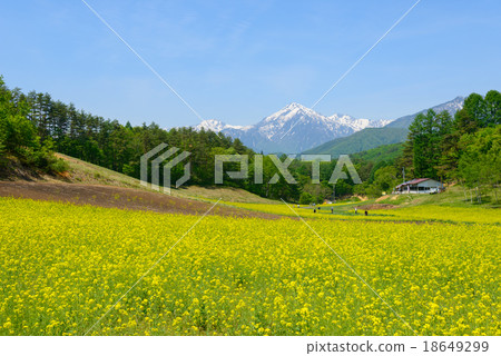 長野大町中山高地強姦花和剩下的雪山立山脈的北阿爾卑斯山脈 18649299