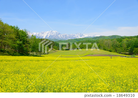 Nagano Omachi Nakayama Highland Rape Blossoms and Northern Alps of the Remaining Snow Tateyama Mountain Range 18649310