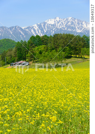 長野大町中山高地強姦花和剩下的雪山立山脈的北阿爾卑斯山脈 長野大町中山高地強姦花和剩下的雪山立山脈的北阿爾卑斯山脈 18649317