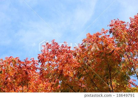 秋葉（柿子） 18649791