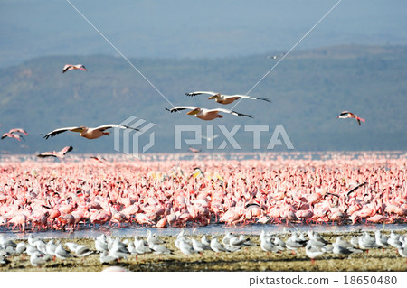 great white pelican flying over lake Nakuru 18650480