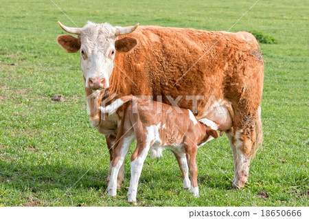 Young calf and your mutter 18650666