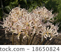 White cluster amaryllis 18650824