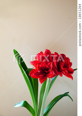 Amaryllis Amaryllis 18651264