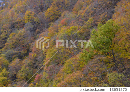 Autumn leaves 18651270