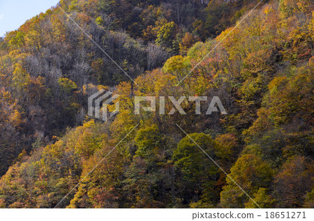 Autumn leaves 18651271