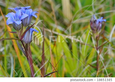 Autumn wetland 18651385