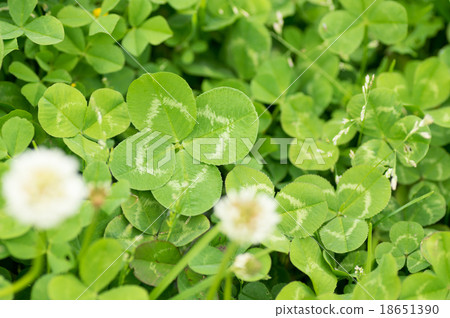 Lucky four-leaf clover discovering bird's eye view 18651390