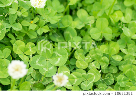 Lucky four-leaf clover discovery overlooking 18651391